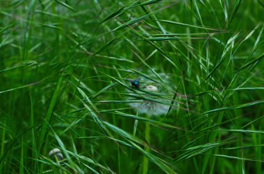 Süpürge bırakmak ya da çimleri aldatmak, Bromus sekttorum, çayırlarda büyümek.