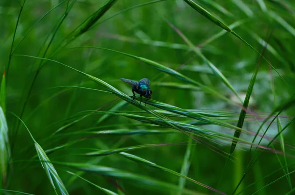 Erba Bromo Cadente Erba Imbroglione Bromus Tectorum Che Cresce Sui — Foto Stock