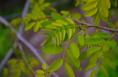 Siyah çekirge ya da sahte akasya yeşil yaprakları