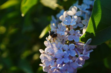 Çok güzel bir demet leylak. Bahçede leylak çiçekleri..