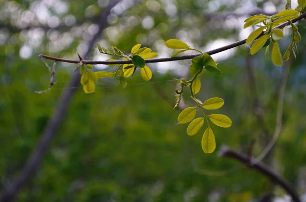 Locusta Nera Falso Fogliame Verde Acacia — Foto Stock