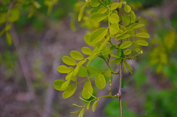 Langosta Negra Falso Follaje Verde Acacia — Foto de Stock