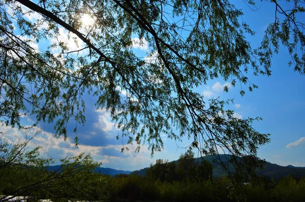 Chorando Salgueiro Com Céu Azul — Fotografia de Stock