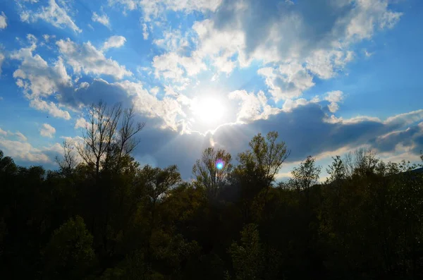 Céu Acima Das Árvores Floresta — Fotografia de Stock