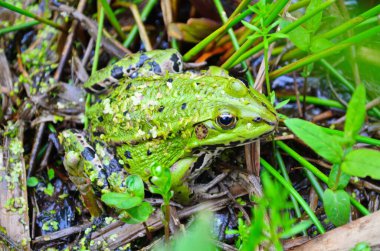 Green Frog, Lithobates clamitans, on log in a pond clipart