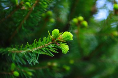 Baharda filizlenmiş fidan dalları. Baharda genç yeşil ladin filizleri. Yeşil arka planda ladin dalları. Bahar ormanlarında dalda yetişen köknar ağacı filizleri.
