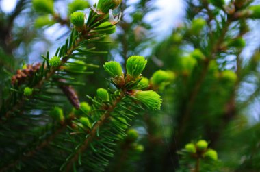 Baharda filizlenmiş fidan dalları. Baharda genç yeşil ladin filizleri. Yeşil arka planda ladin dalları. Bahar ormanlarında dalda yetişen köknar ağacı filizleri.