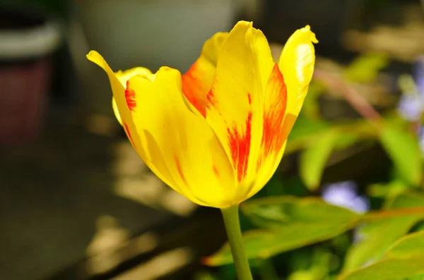 Tulipas Amarelas Vermelhas Contra Folhagem Verde Tulipas Híbridas Darwin Vermelhas — Fotografia de Stock