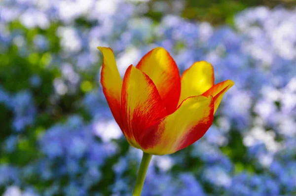 Red yellow tulips against green foliage. Red and yellow Darwin hybrid tulips. Red yellow Darwin hybrid tulip. Red and yellow tulips. Bicolor tulip field. Hybrid tulip fields. Colorful tulips.