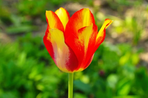 Red yellow tulips against green foliage. Red and yellow Darwin hybrid tulips. Red yellow Darwin hybrid tulip. Red and yellow tulips. Bicolor tulip field. Hybrid tulip fields. Colorful tulips.