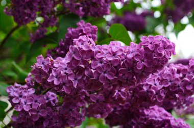 Koyu siyah ve yeşil arka planda koyu mor, ıslak leylak demeti. Mistik romantik ruh hali. Mesaj için yer. Seçici odaklanma. Boşluğu kopyala.