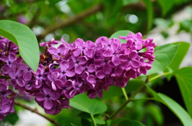 Koyu siyah ve yeşil arka planda koyu mor, ıslak leylak demeti. Mistik romantik ruh hali. Mesaj için yer. Seçici odaklanma. Boşluğu kopyala.