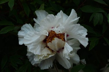 Çiçeklerin yakın plan beyaz şakayıklar. Katalog için güzel bir şakayık çiçeği. Çiçek dükkanı konsepti. Bahçede güzel çalılar