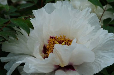 Çiçeklerin yakın plan beyaz şakayıklar. Katalog için güzel bir şakayık çiçeği. Çiçek dükkanı konsepti. Bahçede güzel çalılar