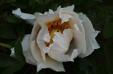 Çiçeklerin yakın plan beyaz şakayıklar. Katalog için güzel bir şakayık çiçeği. Çiçek dükkanı konsepti. Bahçede güzel çalılar