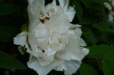 Çiçeklerin yakın plan beyaz şakayıklar. Katalog için güzel bir şakayık çiçeği. Çiçek dükkanı konsepti. Bahçede güzel çalılar