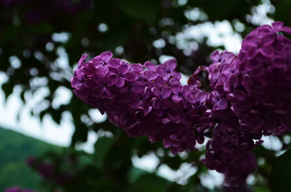 A bunch of dark purple wet lilac close-up on a dark blurry black and green background. Mystical romantic mood. Place for text. Selective focus. Copy space.