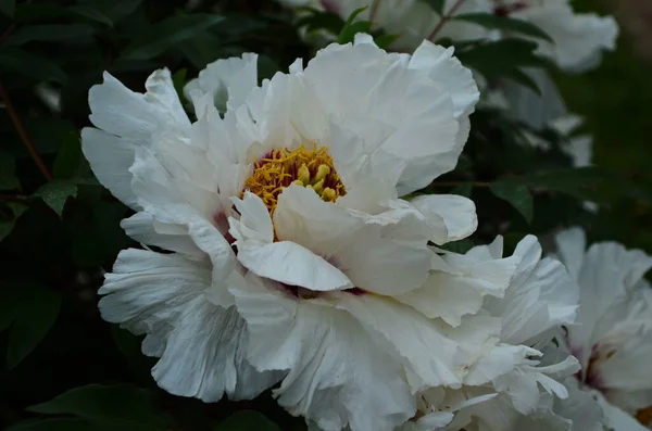 Zbliżenie Kwiatów Piwonie Białe Piękny Kwiat Piwonii Katalogu Koncepcja Kwiaciarni — Zdjęcie stockowe