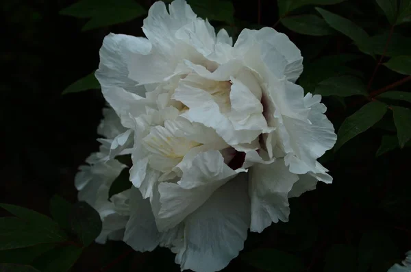 Close Flowers White Peonies Beautiful Peony Flower Catalog Floral Shop — Stock Photo, Image