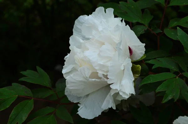 Zbliżenie Kwiatów Piwonie Białe Piękny Kwiat Piwonii Katalogu Koncepcja Kwiaciarni — Zdjęcie stockowe