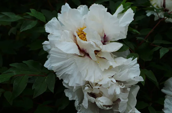 Nahaufnahme Der Blüten Weiße Pfingstrosen Schöne Pfingstrose Blume Für Katalog — Stockfoto