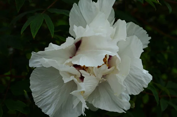 Close Flowers White Peonies Beautiful Peony Flower Catalog Floral Shop — Stock Photo, Image