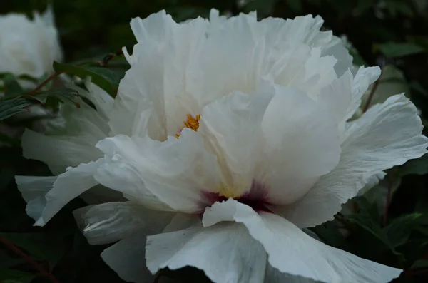 Close Flowers White Peonies Beautiful Peony Flower Catalog Floral Shop — Stock Photo, Image