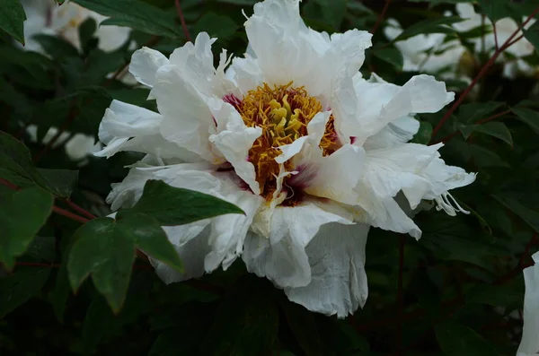 Close Flowers White Peonies Beautiful Peony Flower Catalog Floral Shop — Stock Photo, Image