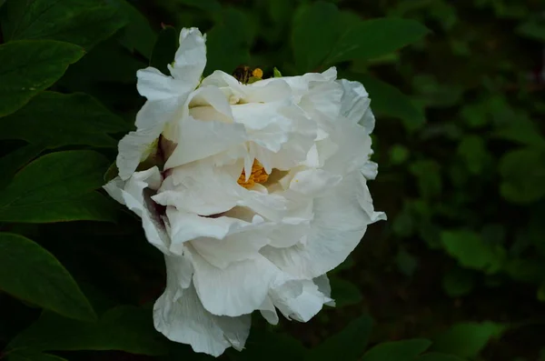 Close Flowers White Peonies Beautiful Peony Flower Catalog Floral Shop — Stock Photo, Image