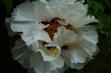 Çiçeklerin yakın plan beyaz şakayıklar. Katalog için güzel bir şakayık çiçeği. Çiçek dükkanı konsepti. Bahçede güzel çalılar