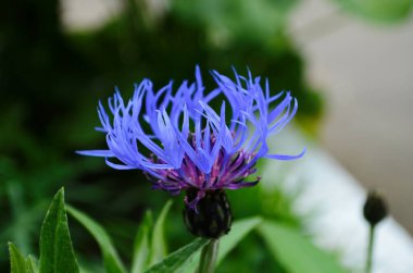 İlkbaharda açan Knapweed çiçeği.