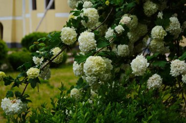 Koyu yeşil arka planda güzel beyaz Viburnum opulus opulus Roseum topları. Beyaz Guelder Rose veya Viburnum opulus sterilis, Kartopu Bush, Avrupa kartopu büyük, yaprak döken bir çalılıktır.