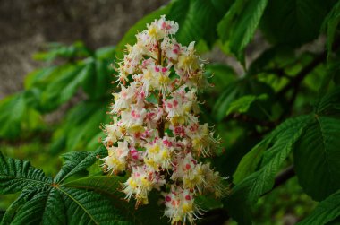 Bir ağacın çiçekleri bir kestane ağacı. Bahar çiçekleri açan kestane ağacı çiçekleri. Aesculus hipokastanum çiçeği at kestanesi ağacı.
