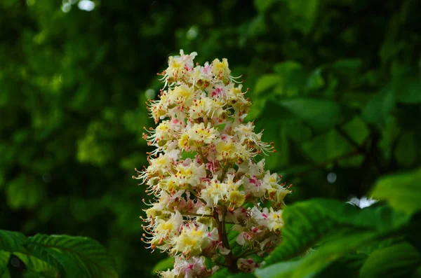 Flowers Tree Chestnut Spring Blossoming Chestnut Tree Flowers Aesculus Hippocastanum — Stock Photo, Image