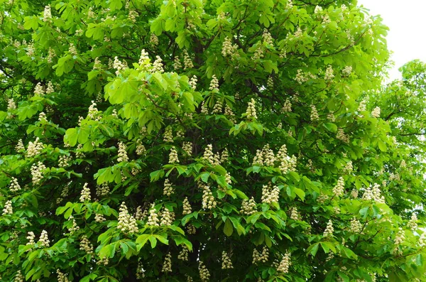 Flowers of a tree a chestnut. Spring blossoming chestnut tree flowers. Aesculus hippocastanum blossom of horse-chestnut tree.