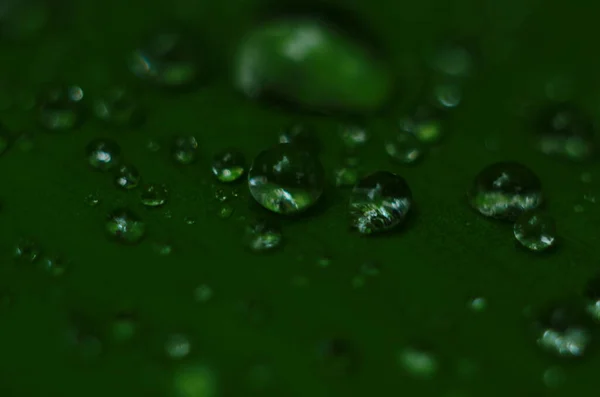 Grönt Gräs Daggdroppar Det Gröna Gräset Regndroppar Gröna Blad Vattendroppar — Stockfoto