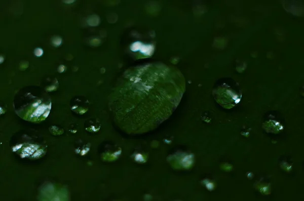 Grama Verde Gotas Orvalho Relva Verde Gotas Chuva Folhas Verdes — Fotografia de Stock