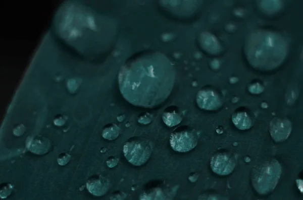 Hierba Verde Gotas Rocío Hierba Verde Gotas Lluvia Sobre Hojas — Foto de Stock