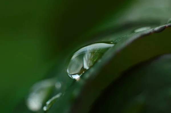 绿草上的露珠 绿叶上的雨滴 宏观照片 — 图库照片