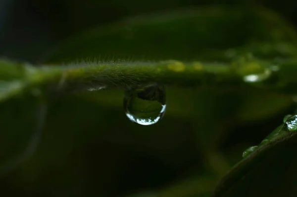緑の草 緑の草の上に露の滴 緑の葉に雨が降ります 水が落ちる マクロ写真 — ストック写真