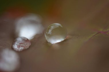 Yeşil çimenler. Yeşil çimlerin üzerine çiy damlaları. Yeşil yaprakların üzerine yağmur damlaları. Su damlaları. Makro fotoğraf