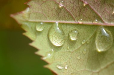 Yeşil çimenler. Yeşil çimlerin üzerine çiy damlaları. Yeşil yaprakların üzerine yağmur damlaları. Su damlaları. Makro fotoğraf
