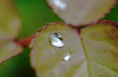 Yeşil çimenler. Yeşil çimlerin üzerine çiy damlaları. Yeşil yaprakların üzerine yağmur damlaları. Su damlaları. Makro fotoğraf