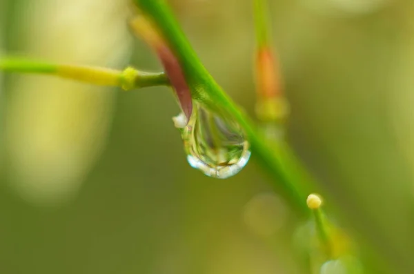 Grama Verde Gotas Orvalho Relva Verde Gotas Chuva Folhas Verdes — Fotografia de Stock