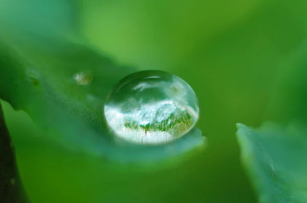 Green Grass Drops Dew Green Grass Raindrops Green Leaves Water — Stock Photo, Image