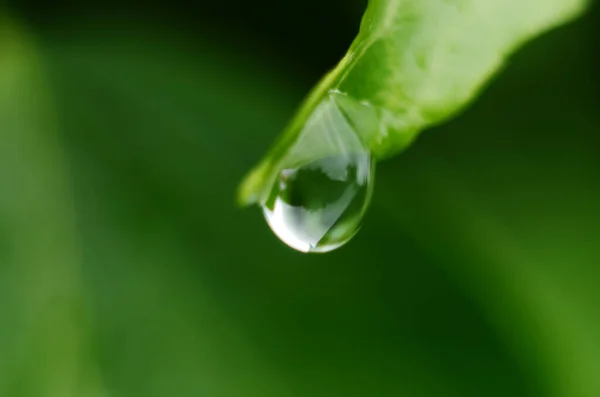 Hierba Verde Gotas Rocío Hierba Verde Gotas Lluvia Sobre Hojas — Foto de Stock