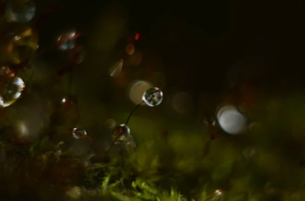 Hierba Verde Gotas Rocío Hierba Verde Gotas Lluvia Sobre Hojas —  Fotos de Stock