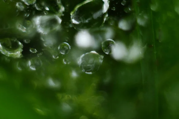 Grama Verde Gotas Orvalho Relva Verde Gotas Chuva Folhas Verdes — Fotografia de Stock