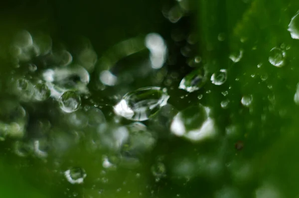 Zöld Harmatcseppek Zöld Füvön Esőcseppek Zöld Leveleken Vízcseppek Makrofotó — Stock Fotó