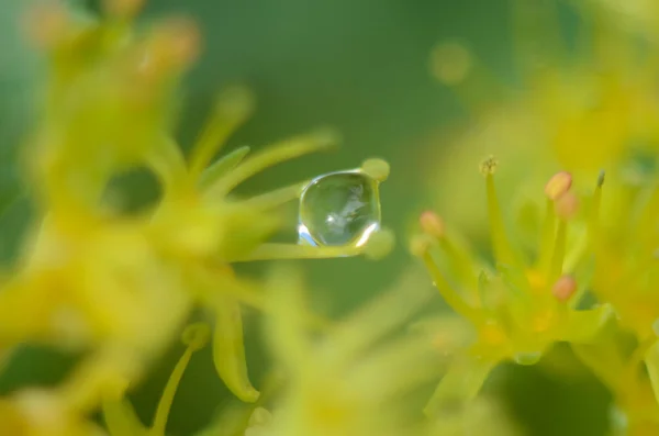 Зелена Трава Краплі Роси Зеленій Траві Дощ Зеленому Листі Вода — стокове фото